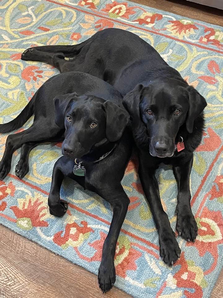Two black dogs lying close together on a colorful rug.
