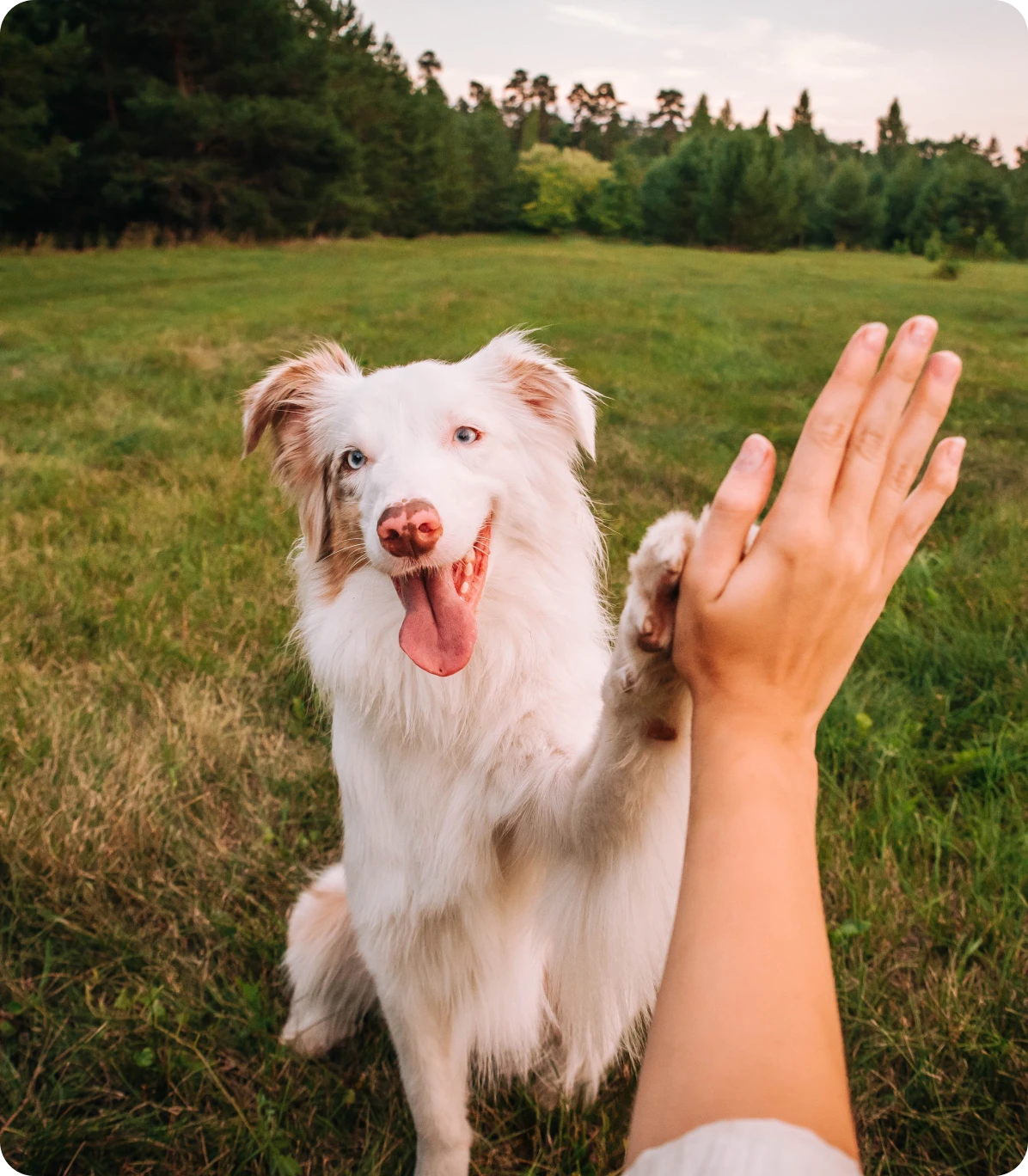 Dog and owner high five moment